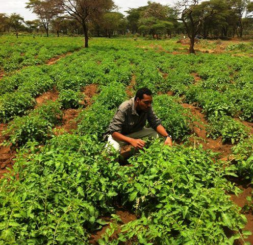 tomato field in aaga agro farm in babile