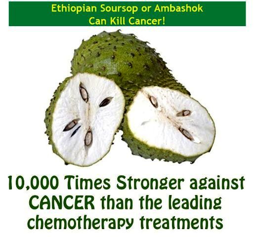 ethiopian ambashok cures cancer breast liver cancer