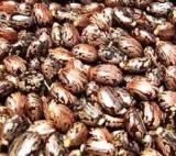 ethiopian castor seeds