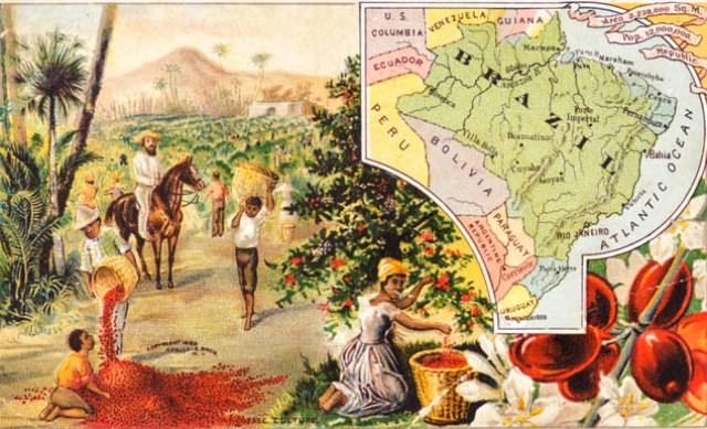 ethiopian coffee history first coffee plantations brazil