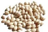 ethiopian haricot beans