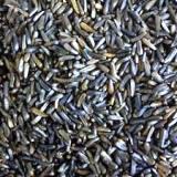ethiopian niger seeds