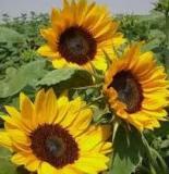 ethiopian sunflower