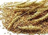 ethiopian wheat