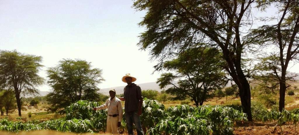 agriculture in ethiopia, babile, agriculture investors in Ethiopia, harar farmers, fruit vegetable farmers ethiopia