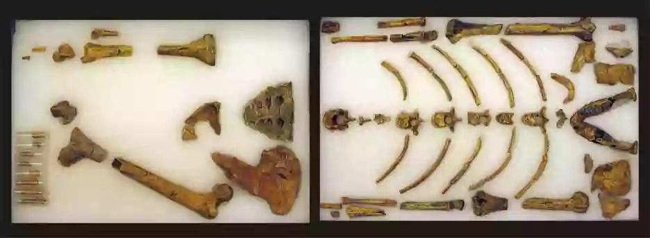 lucy bones laid out on display in ethiopia