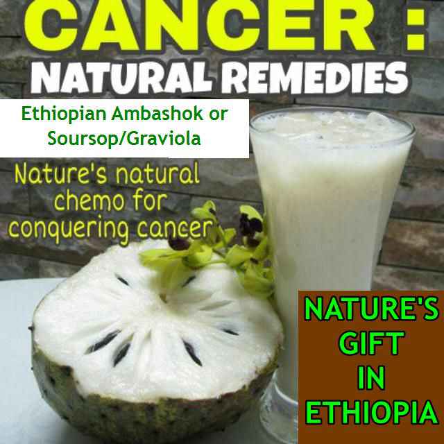 amazing facts about ethiopian soursop graviola ambashok
