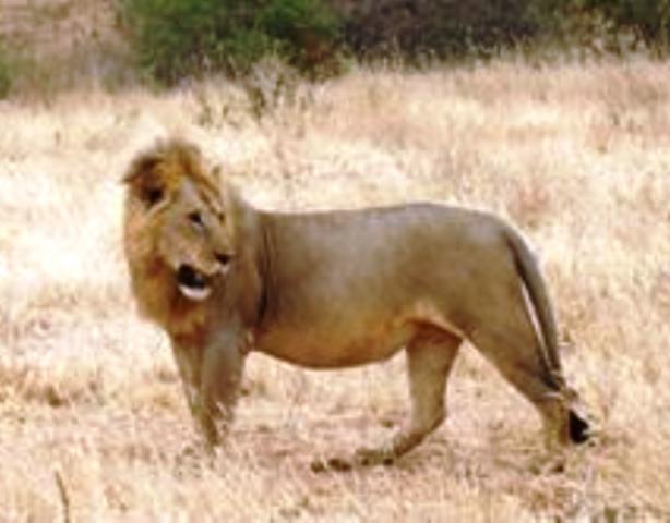 awash national park lion