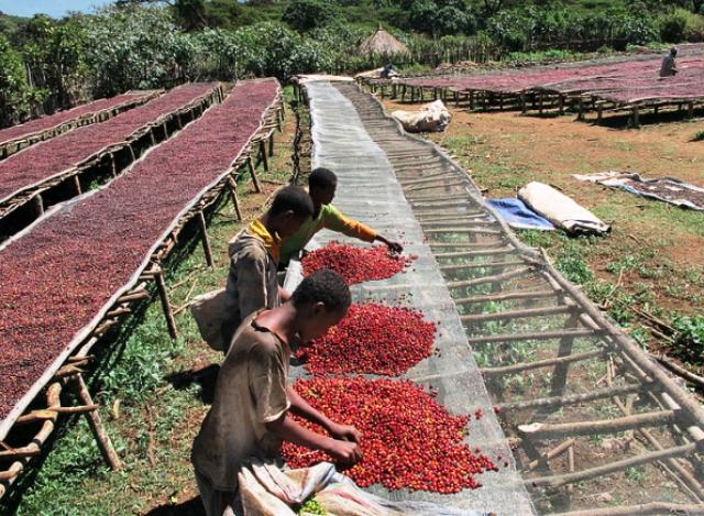ethiopian coffee processing sorting