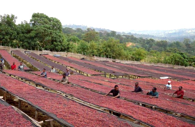 ethiopian coffee production wholesale distributors
