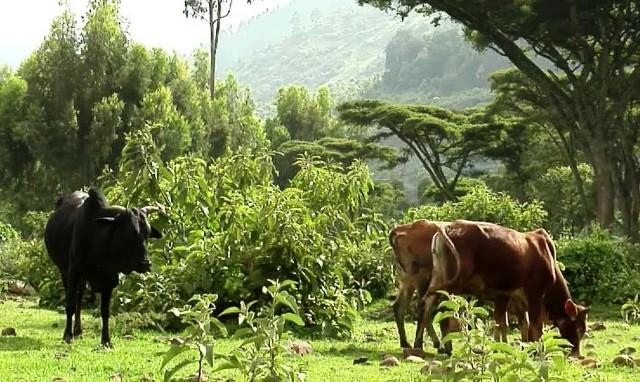 ethiopian proverbs countryside