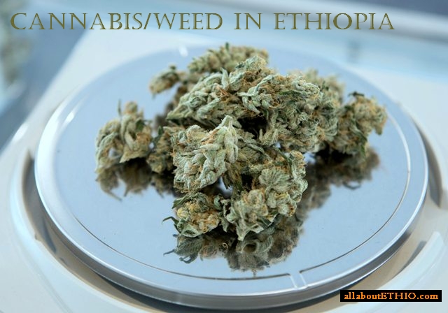 everything about cannabis in ethiopia laws price and quality