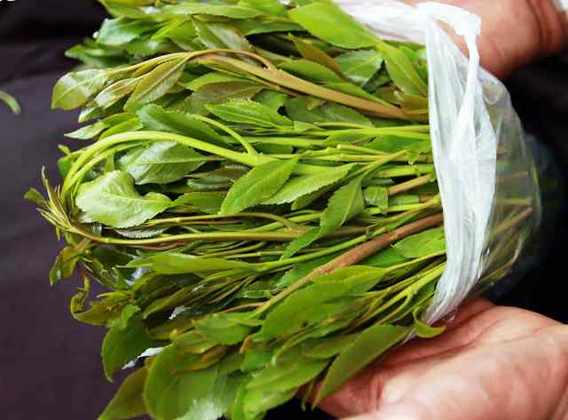 khat chat miraa bushmans tea