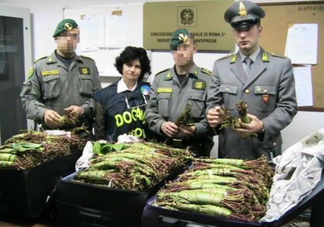 khat-seized-in-italy