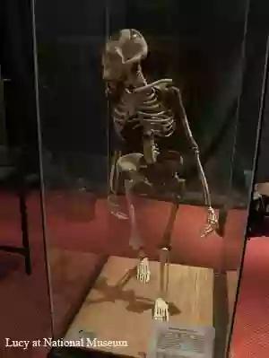 lucy bones at national museum in ethiopia