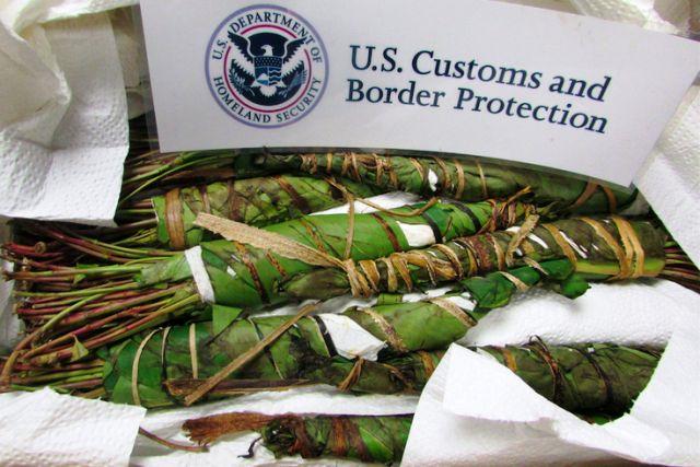 us customs seized khat