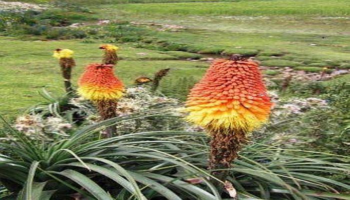 vegetation in ethiopia