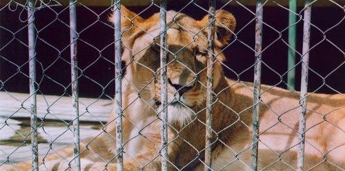 zoos in ethiopia